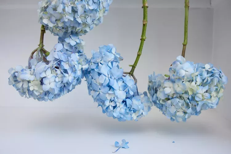 Comment Sécher et Préserver les Fleurs d’Hortensia