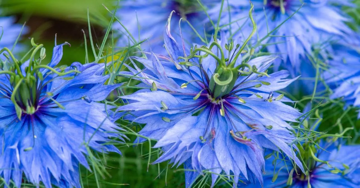 5 fleurs bleues faciles à cultiver pour un jardin calme et équilibré