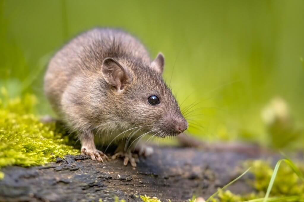 Effective Strategies for Eliminating Rats in Your Garden