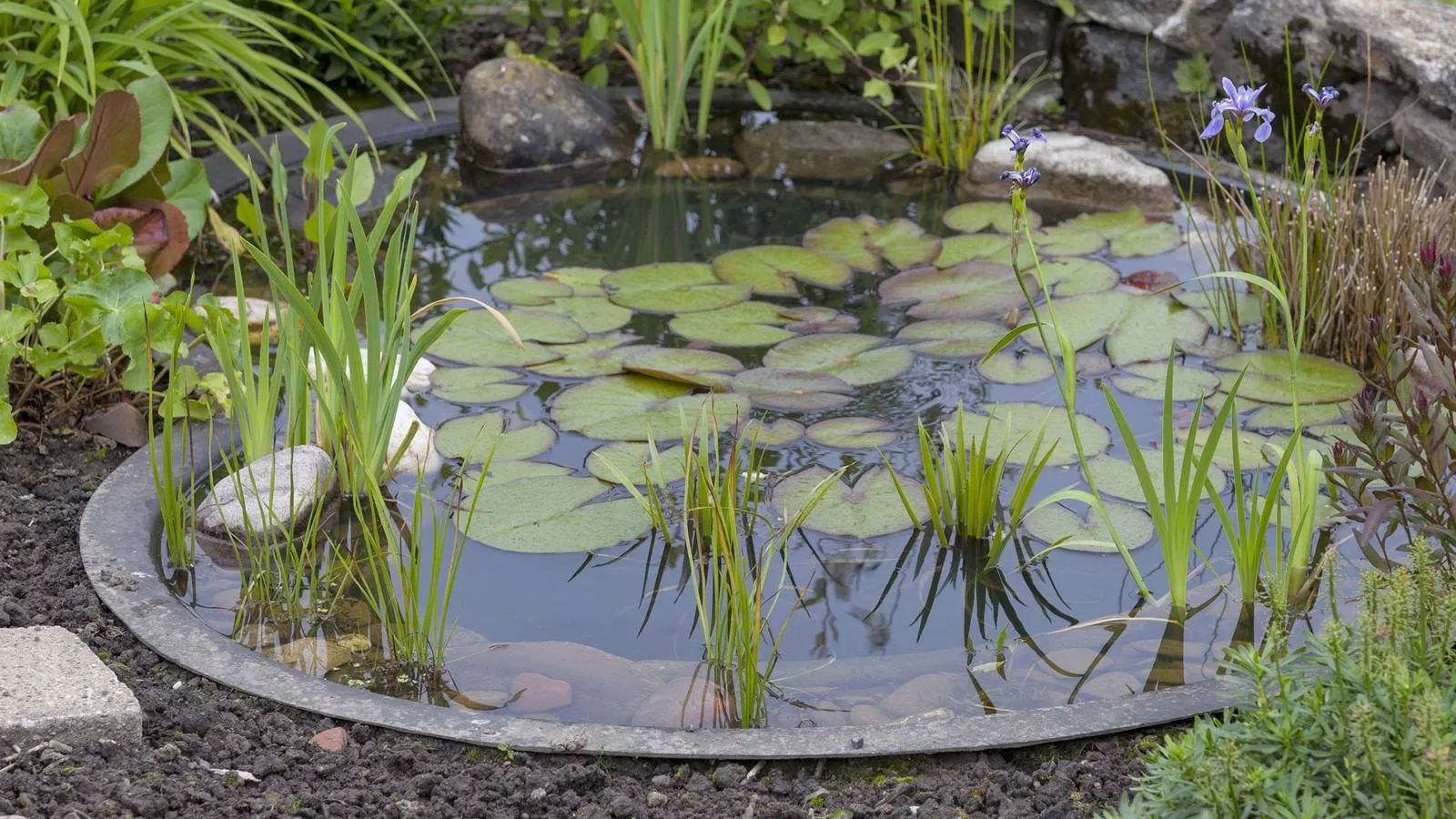 Idées de Bassin de Jardin DIY à Petit Budget pour le Printemps