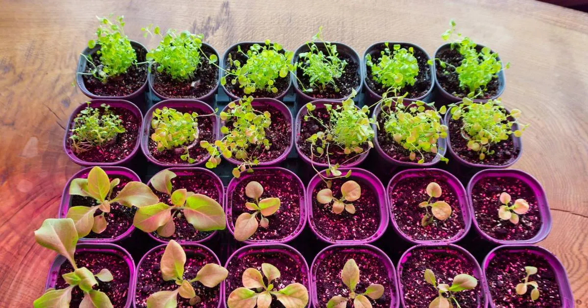 Les graines sont-elles moins chères que les plantes ? Analyse des coûts de jardinage